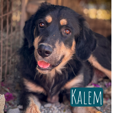 Kalem – Hund Mischling sucht ein Zuhause in Italien