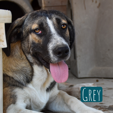 Grey Mischling – Hund Mischling sucht ein Zuhause in Italien