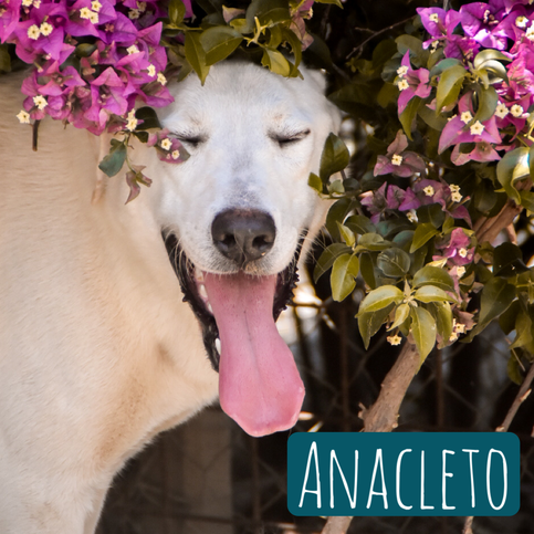 Anacleto – Hund Mischling sucht ein Zuhause in Italien