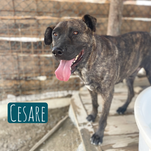 Cesare – Hund Cane Corso sucht ein Zuhause in Italien