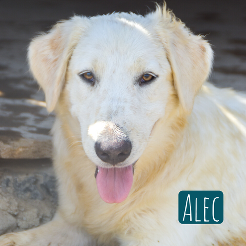 Alec Mischling – Hund Mischling sucht ein Zuhause in Italien