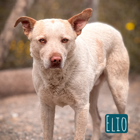 Elio Mischling – Hund sucht ein Zuhause in Hardthausen