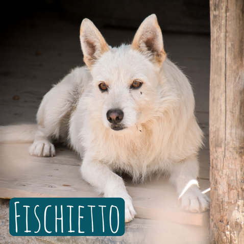 Fischietto – Hund Mischling sucht ein Zuhause in Italien