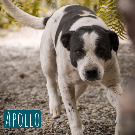 Apollo – Hund Mischling sucht ein Zuhause in Italien