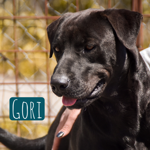 Gori Mischling  – Hund Mischling sucht ein Zuhause in Italien