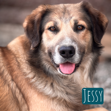 Jessy – Hund Mischling sucht ein Zuhause in Italien