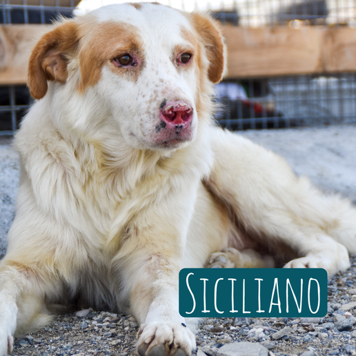 Siciliano – Hund Australian Shepherd sucht ein Zuhause in Italien