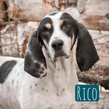 Rico Ariegrios – Hund Ariégeois sucht ein Zuhause in Italien