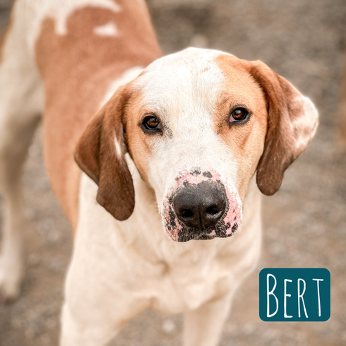 Bert Mischling – Hund Mischling sucht ein Zuhause in Italien