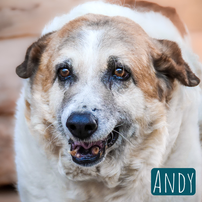 Andy Mischling – Hund Mischling sucht ein Zuhause in Italien