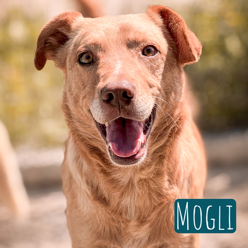 Mogli – Hund Mischling sucht ein Zuhause in Italien