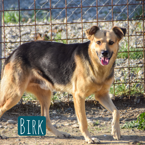 Birk Mischling – Hund Mischling sucht ein Zuhause in Italien