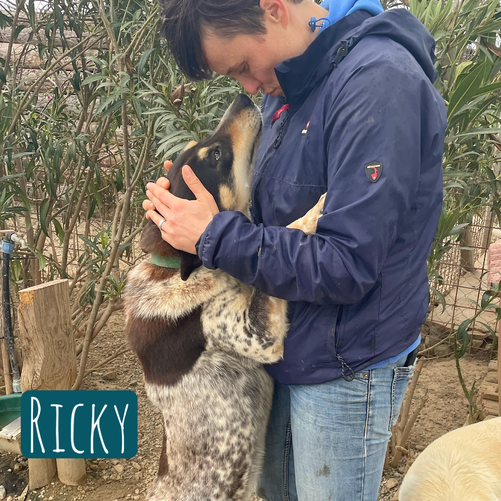 Ricky – Hund Mischling sucht ein Zuhause in Italien