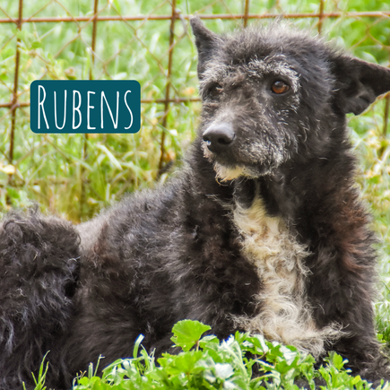 Rubens – Hund Mischling sucht ein Zuhause in Italien