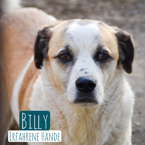 Billy Erfahrene Hände – Hund Mischling sucht ein Zuhause in Italien