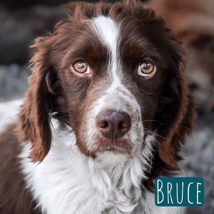 Bruce – Hund Epagneul Breton sucht ein Zuhause in Italien