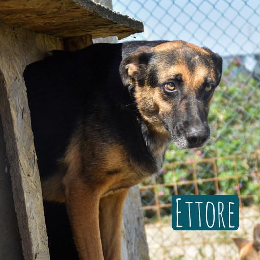 Ettore – Hund Schäferhund-Mix sucht ein Zuhause in Italien