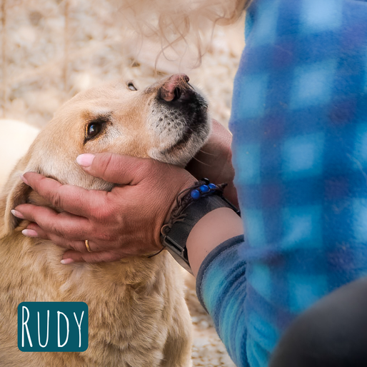 Rudy Mischling – Hund Mischling sucht ein Zuhause in Italien