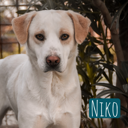 Nico Mischling – Hund Mischling sucht ein Zuhause in Italien