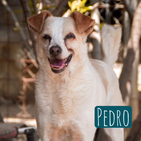 Pedro  – Hund Mischling sucht ein Zuhause in Italien