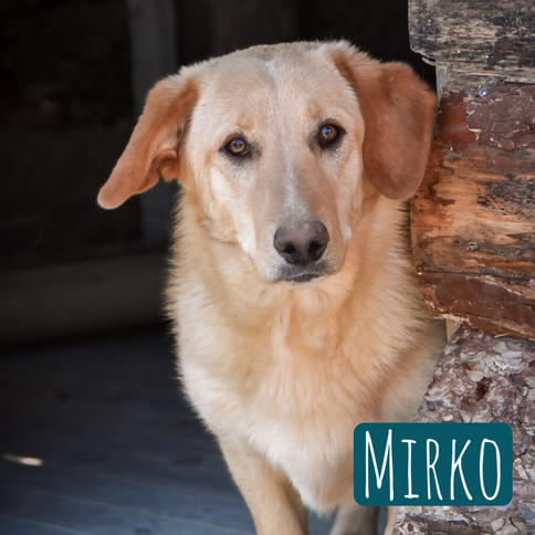 Mirko – Hund Mischling sucht ein Zuhause in Italien
