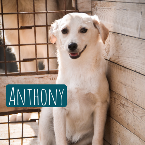 Anthony – Hund Mischling sucht ein Zuhause in Italien