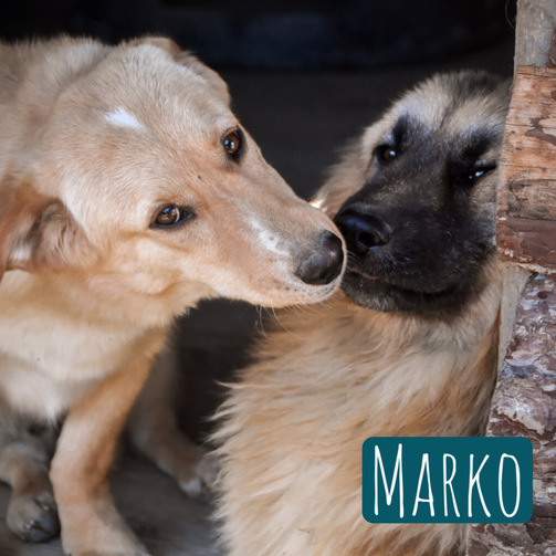 Marko  – Hund Mischling sucht ein Zuhause in Italien