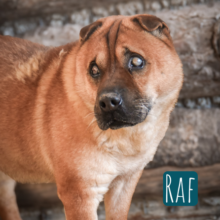 Ral Mischling – Hund Mischling sucht ein Zuhause in Italien