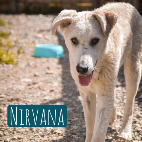 Nirvana – Hund Mischling sucht ein Zuhause in Italien