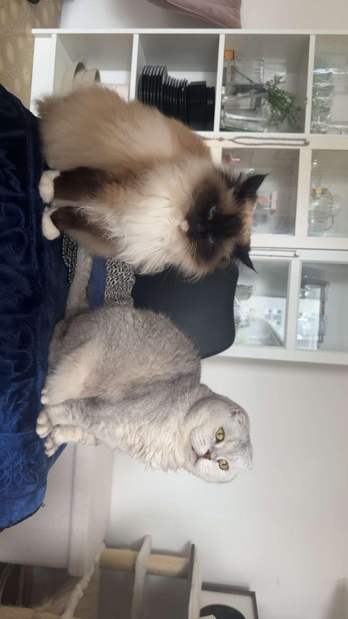 Zwei liebevolle Katzen suchen ein neues Zuhause  – Katze Britisch Kurzhaar sucht ein Zuhause in Berlin