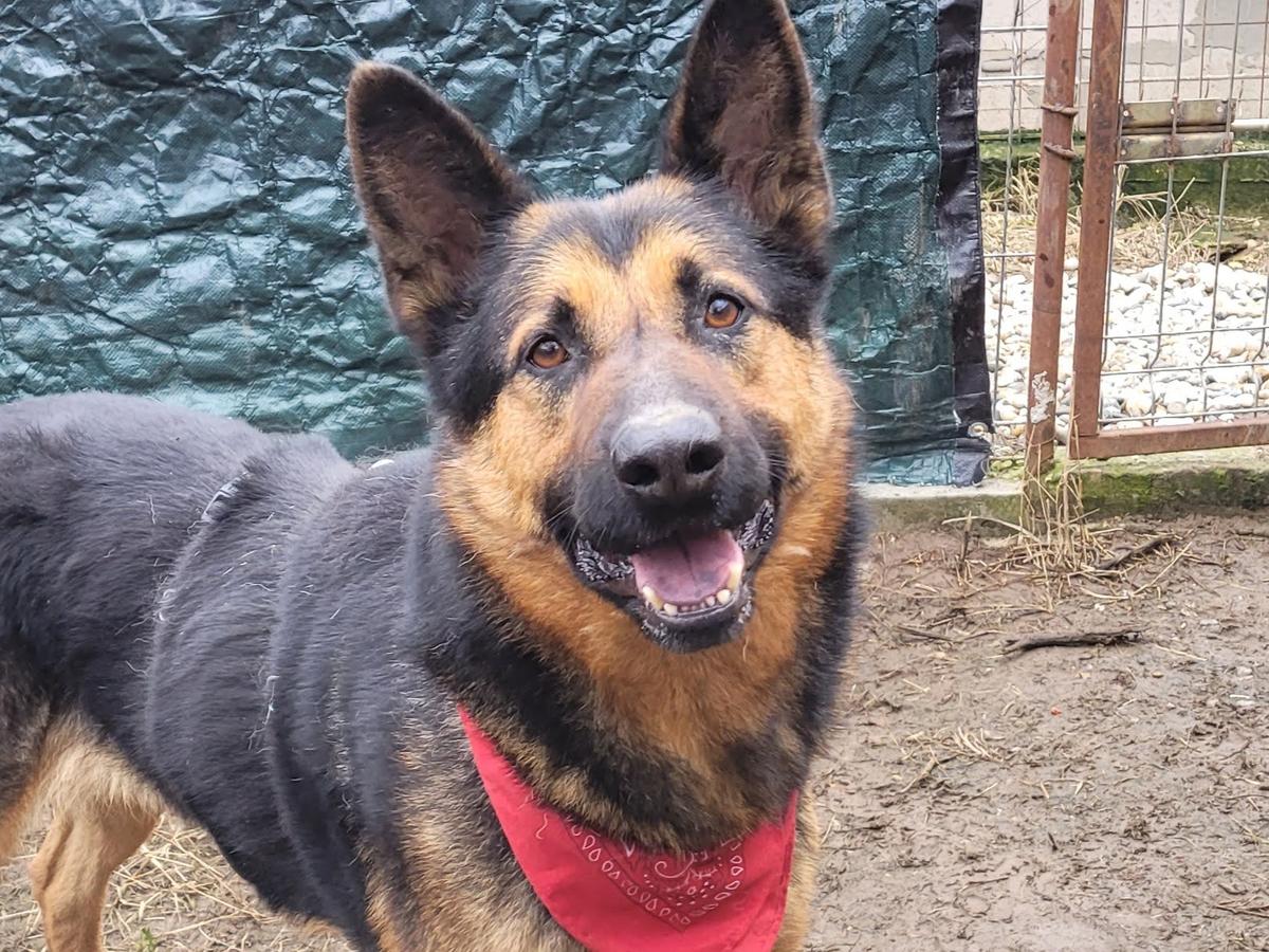 Nio - der Traumhund – Hund Deutscher Schäferhund sucht ein Zuhause in Rumänien