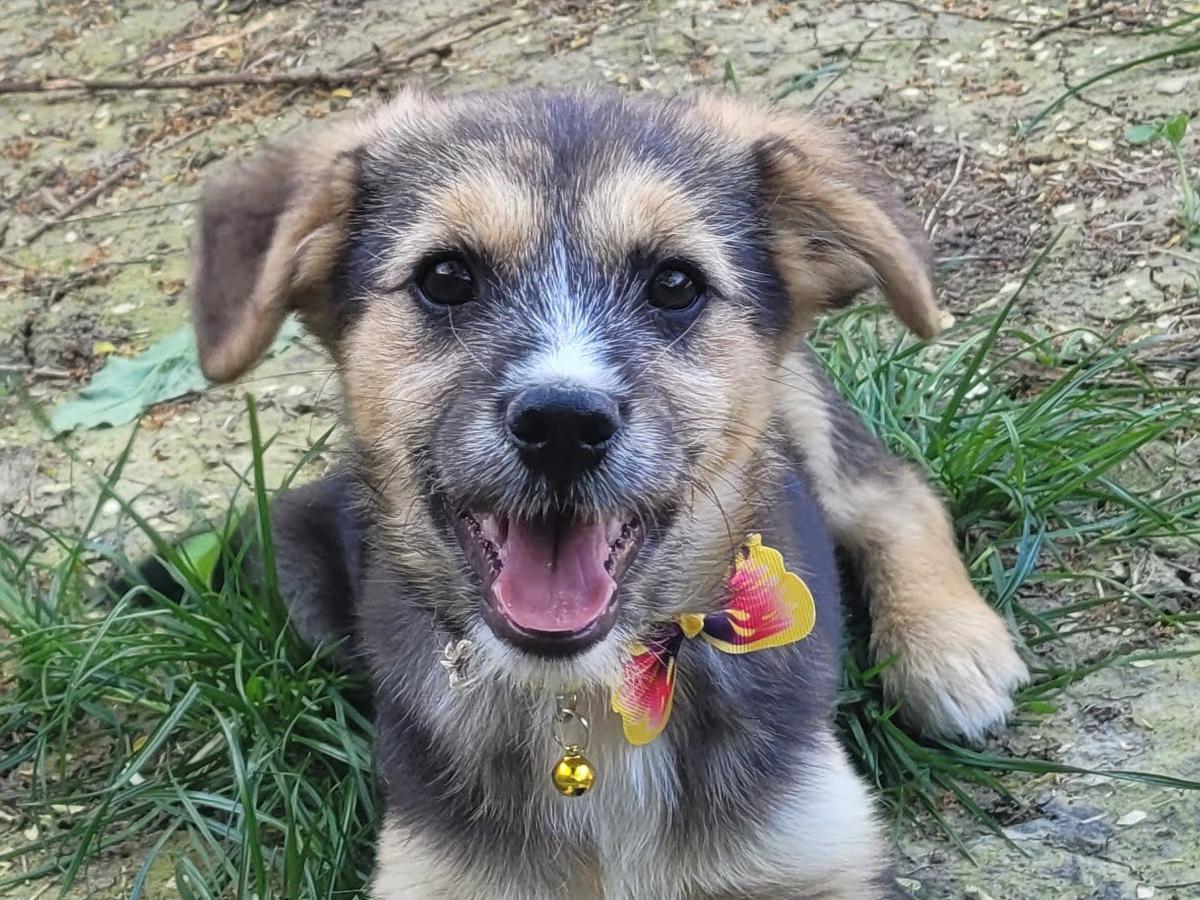 Enja - die süße Maus – Hund Mischling sucht ein Zuhause in Rumänien