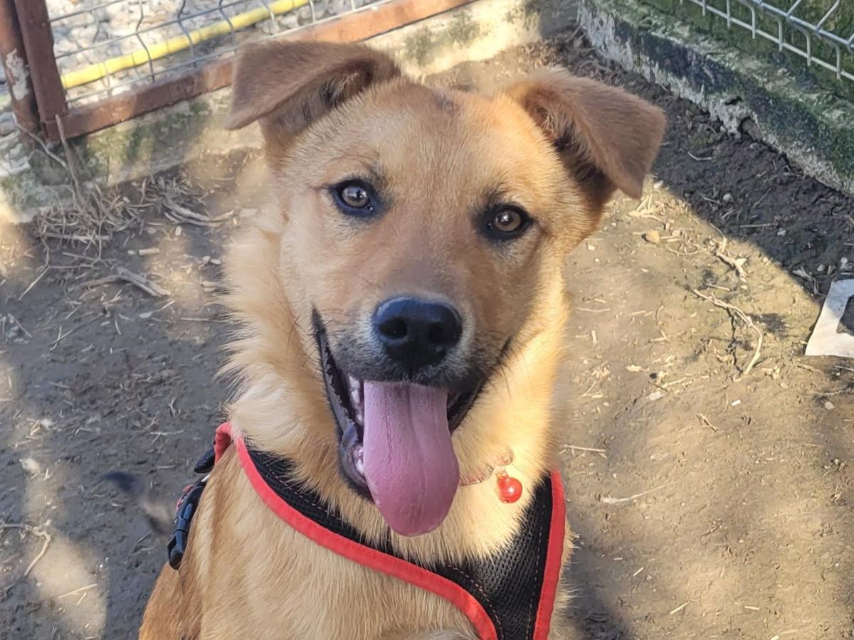 Samia - die Lustige – Hund Mischling sucht ein Zuhause in Rumänien