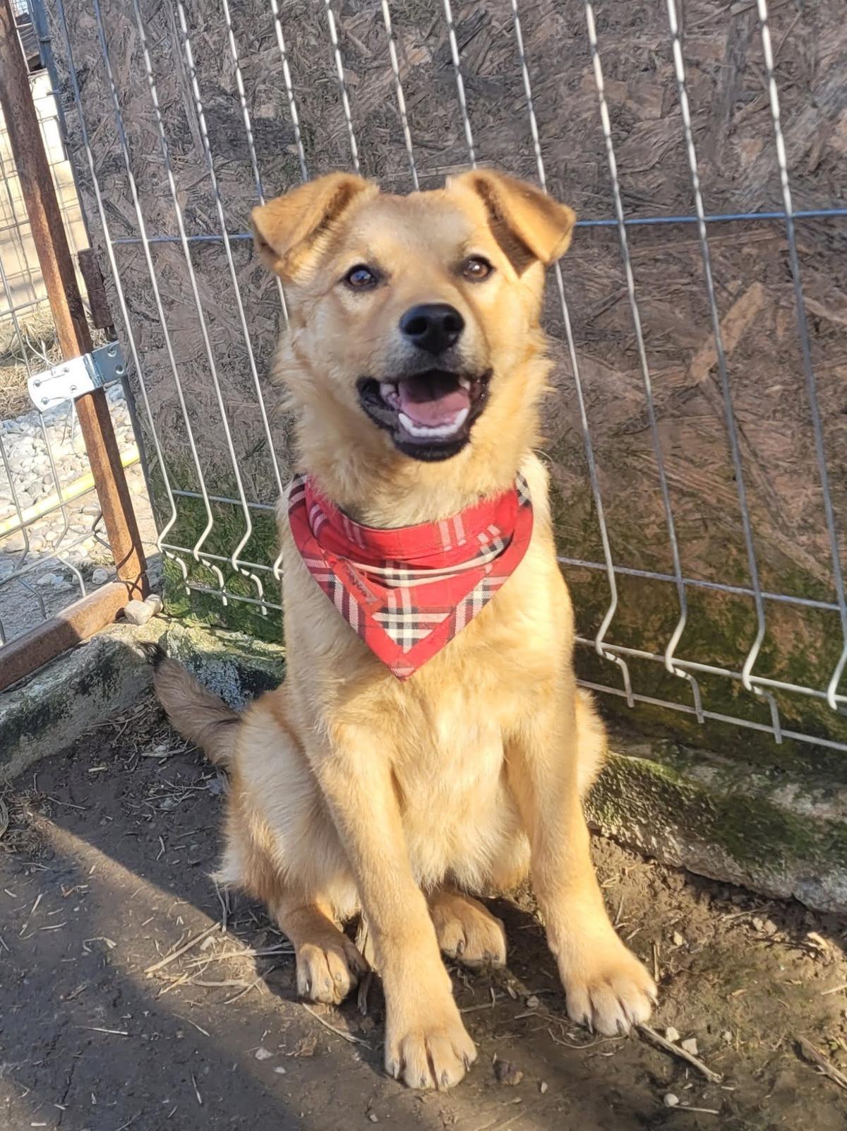 Syra - die Fröhliche – Hund Mischling sucht ein Zuhause in Rumänien
