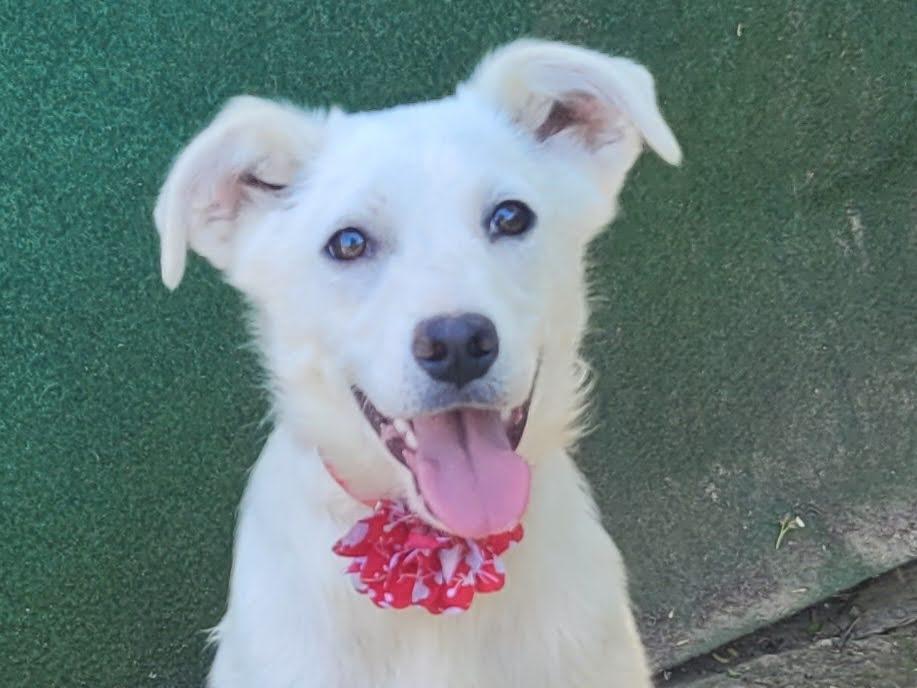 Janny – Hund Mischling sucht ein Zuhause in Rumänien