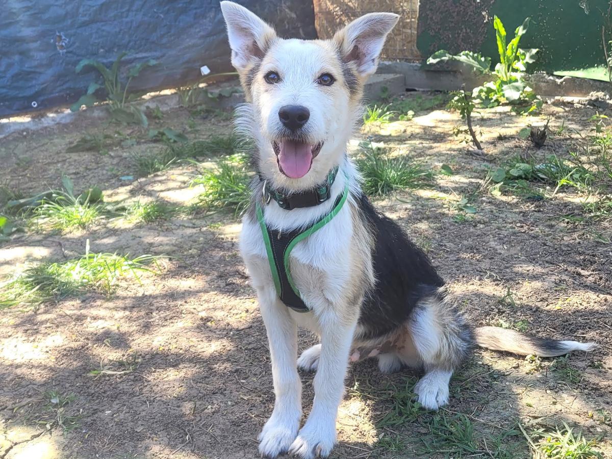 James – Hund Mischling sucht ein Zuhause in Rumänien