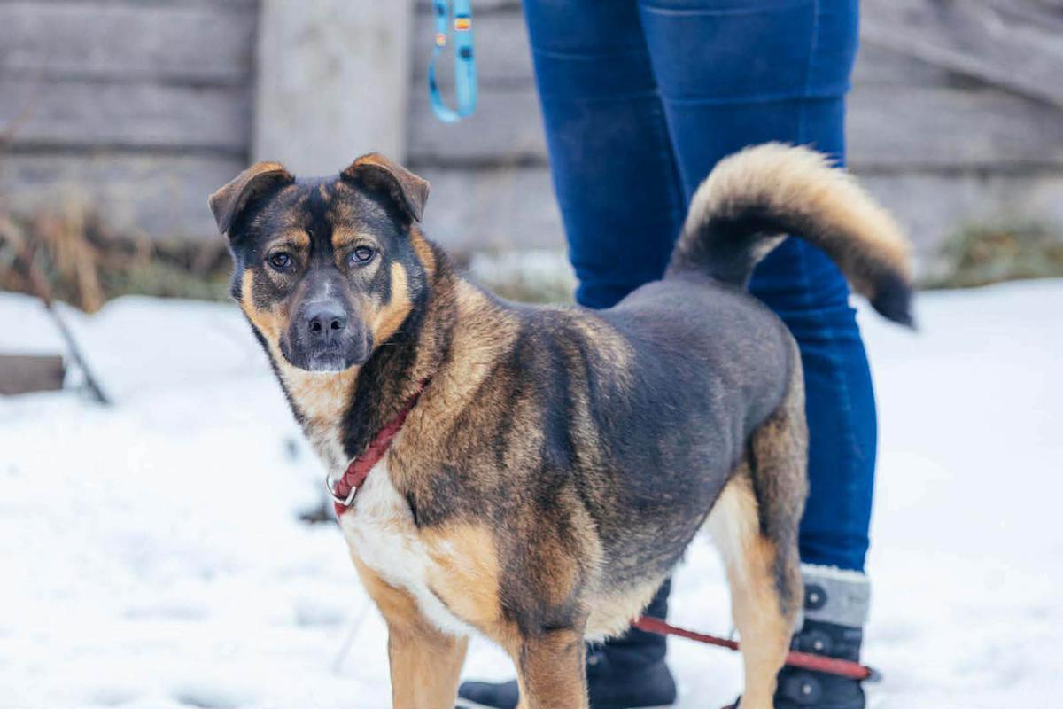 Amira – Hund Mischling sucht ein Zuhause in Rumänien