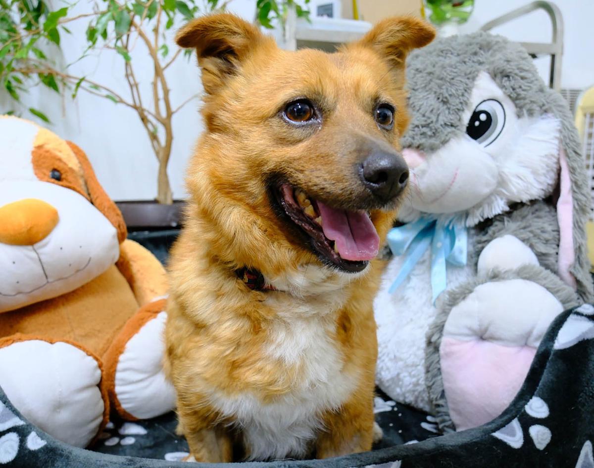 Mango – Hund Mischling sucht ein Zuhause in Rumänien