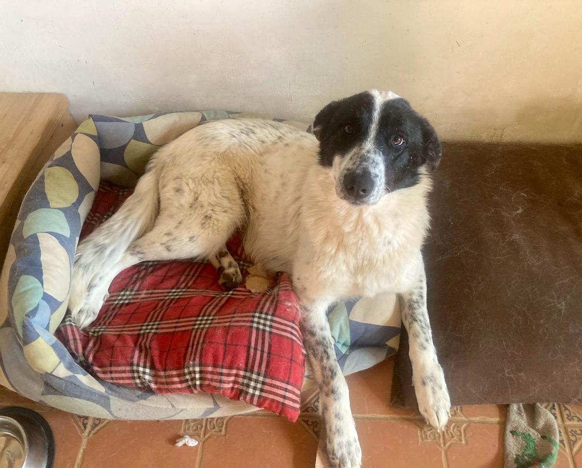 Monnie – Hund Mischling sucht ein Zuhause in Rumänien
