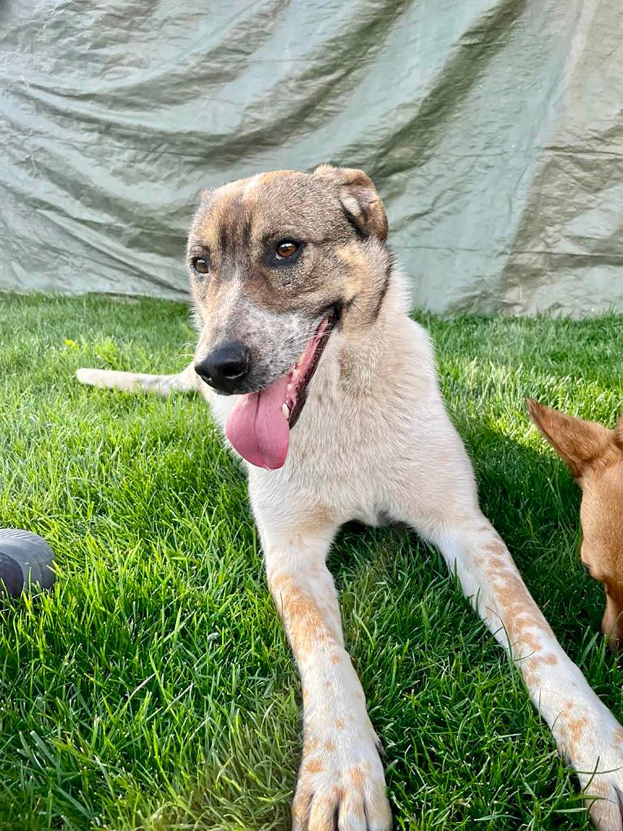 Olive – Hund Mischling sucht ein Zuhause in Rumänien