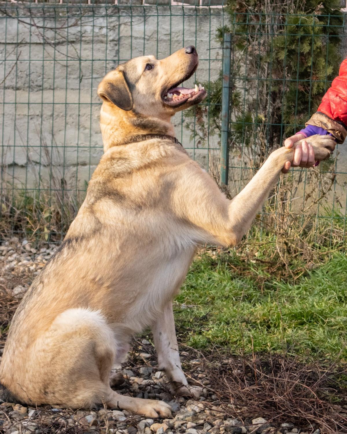 Romeo – Hund Mischling sucht ein Zuhause in Rumänien