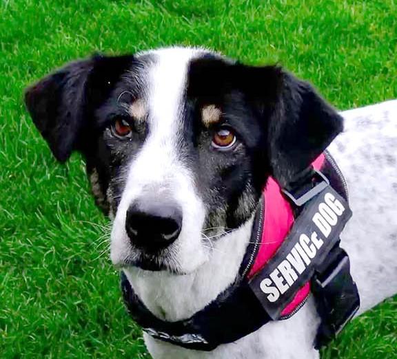 Toto Mischling – Hund Mischling sucht ein Zuhause in Rumänien
