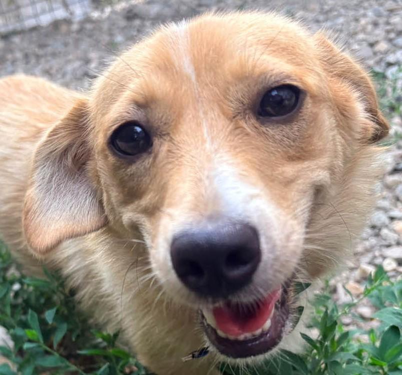 Für Era wünschen wir uns ein Zuhause – Hund Mischling sucht ein Zuhause in Cluj/Rumänien