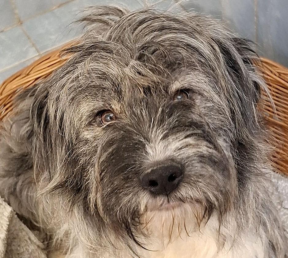Für Costel wünschen wir uns ein liebevolles Zuhause. – Hund Mischling sucht ein Zuhause in Cluj/ Rumänien