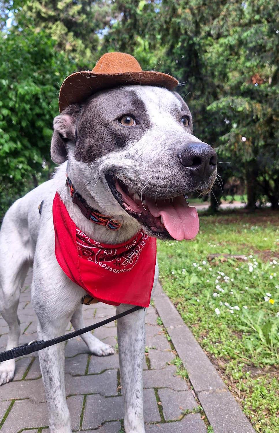 Nero sucht hundeerfahrene Menschen. – Hund Mischling sucht ein Zuhause in Cluj/ Rumänien
