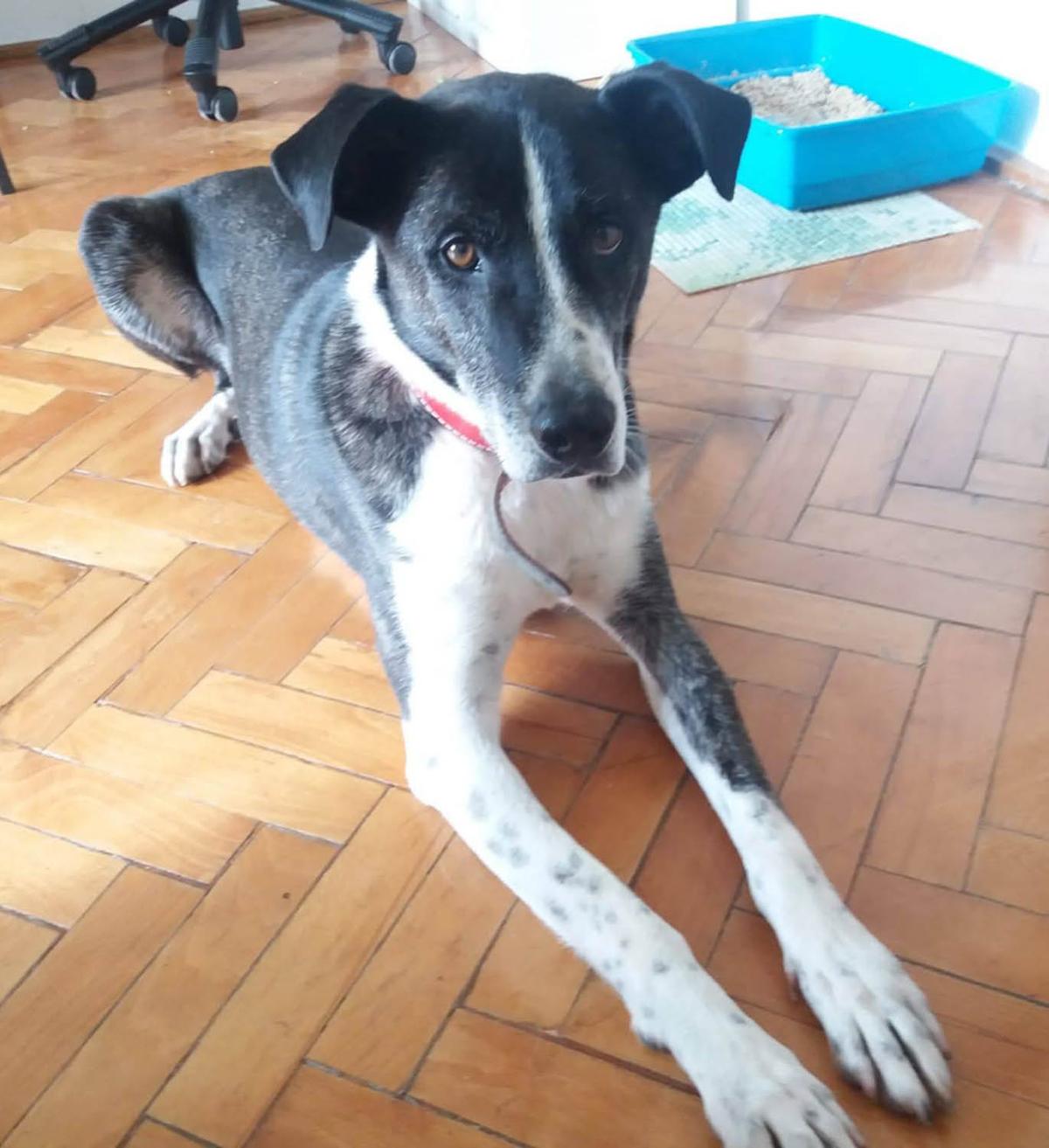 Yoshi sucht ein ruhiges Zuhause bei hundeerfahrenen Menschen. – Hund Mischling sucht ein Zuhause in Cluj/ Rumänien