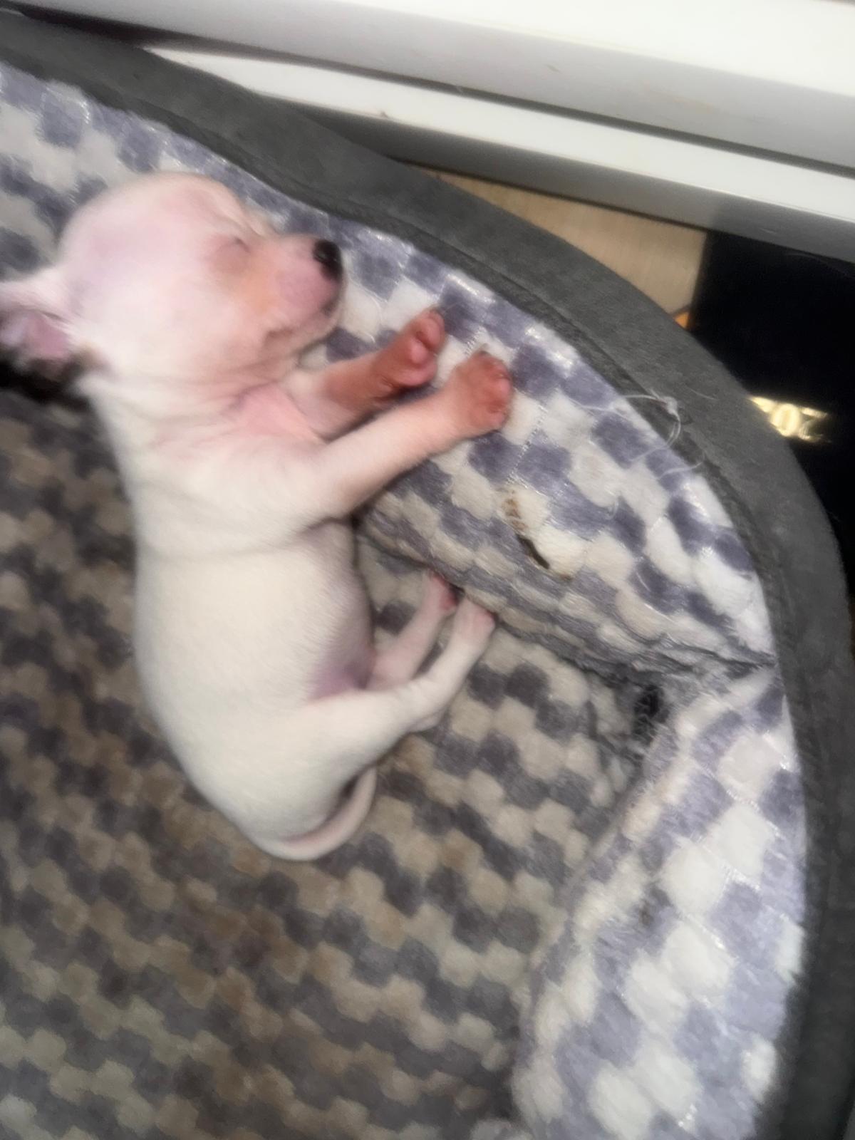 Zuckersüße. Chihuahua Welpen. – Hund Chihuahua sucht ein Zuhause in Sonneberg 