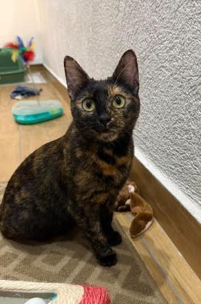 Lila (in Bulgarien) sucht ein Zuhause – Katze Europäisch Kurzhaar sucht ein Zuhause in Dobrich