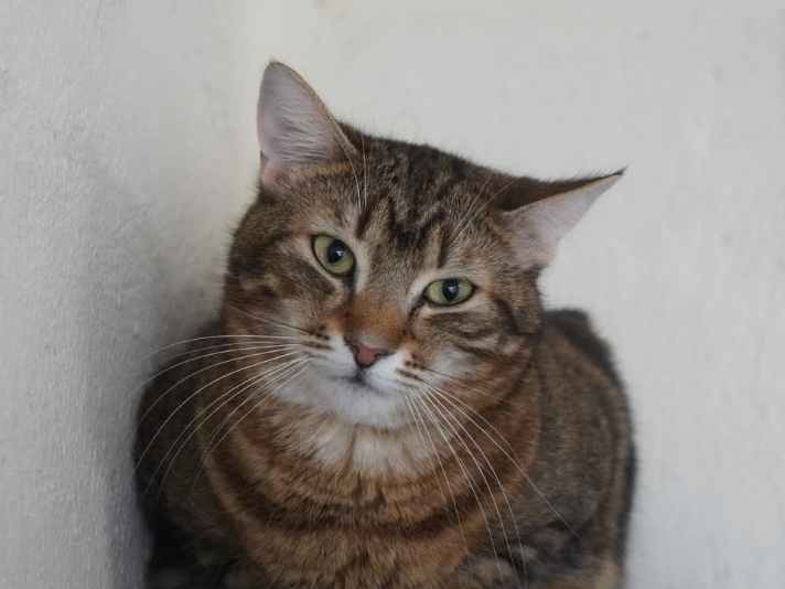 Misha (in Bulgarien) ist anfangs scheu – Katze Europäisch Kurzhaar sucht ein Zuhause in Dobrich