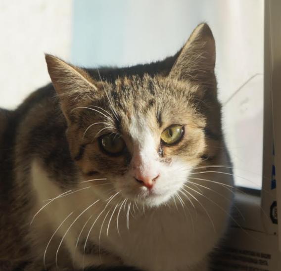 junge Fernanda (in Bulgarien), anfangs scheu – Katze Europäisch Kurzhaar sucht ein Zuhause in Dobrich